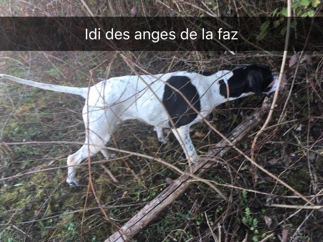 Idi Des anges de la faz