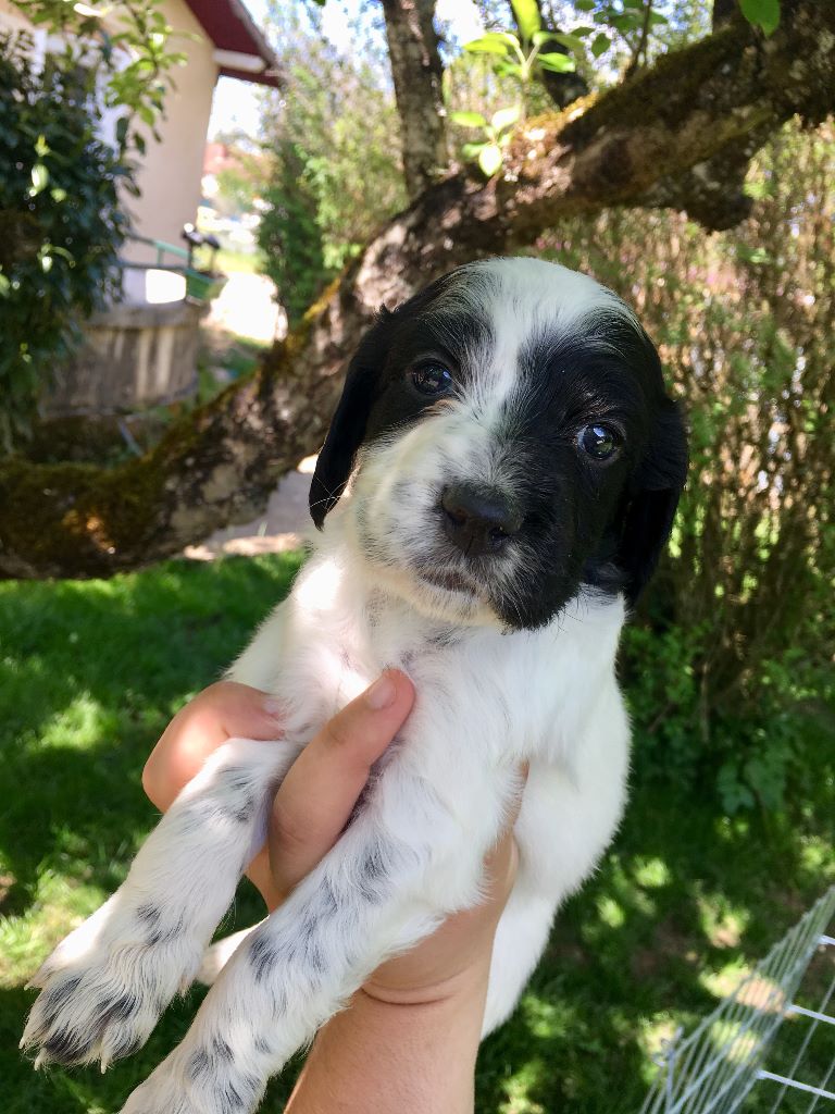 Des anges de la faz - Chiots disponibles - Setter Anglais