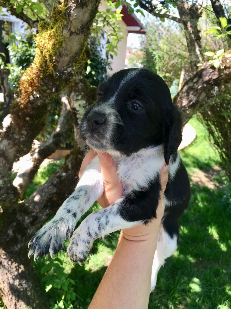 Des anges de la faz - Chiots disponibles - Setter Anglais