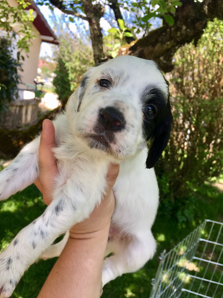 Des anges de la faz - Chiots disponibles - Setter Anglais