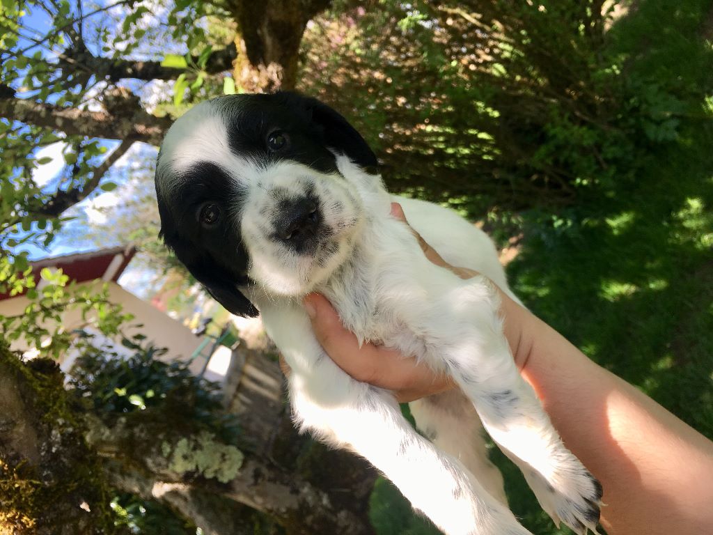 Des anges de la faz - Chiots disponibles - Setter Anglais